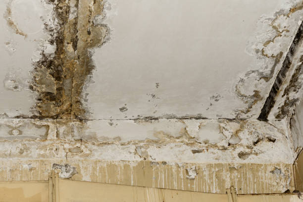 Best Attic Mold Removal  in Lake Dunlap, TX