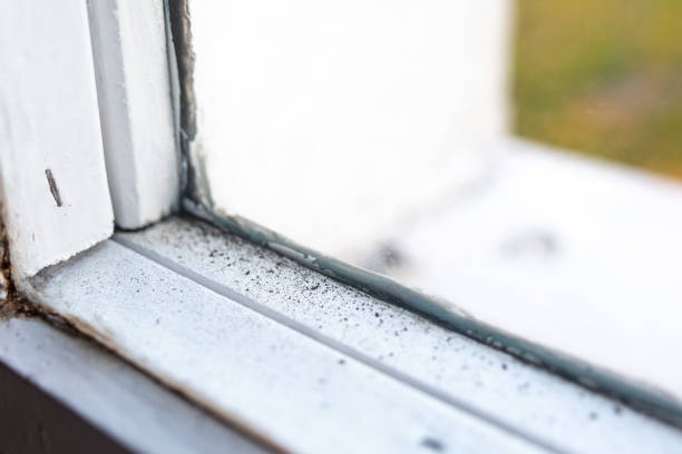 Best Mold Prevention Services  in Lake Dunlap, TX