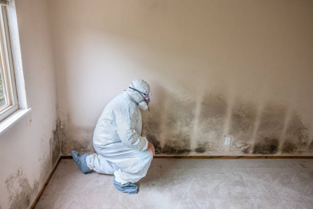 Professional Mold Removal in Lake Dunlap, TX